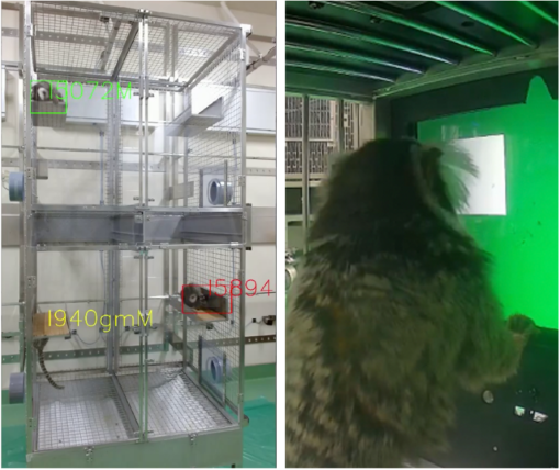 行動動態学画像_詳細(英語)