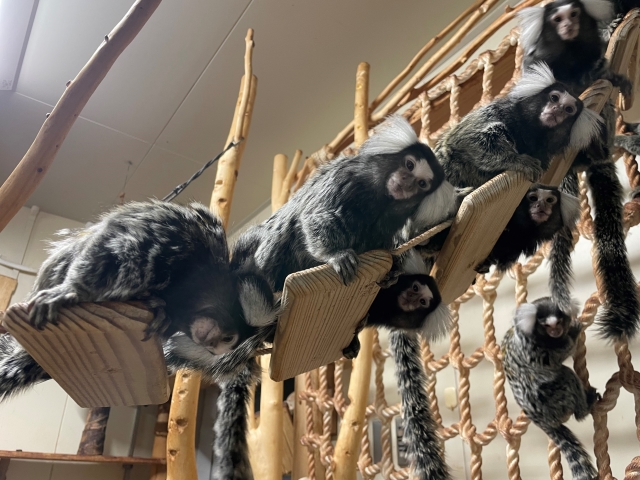 飼育管理技術_英語