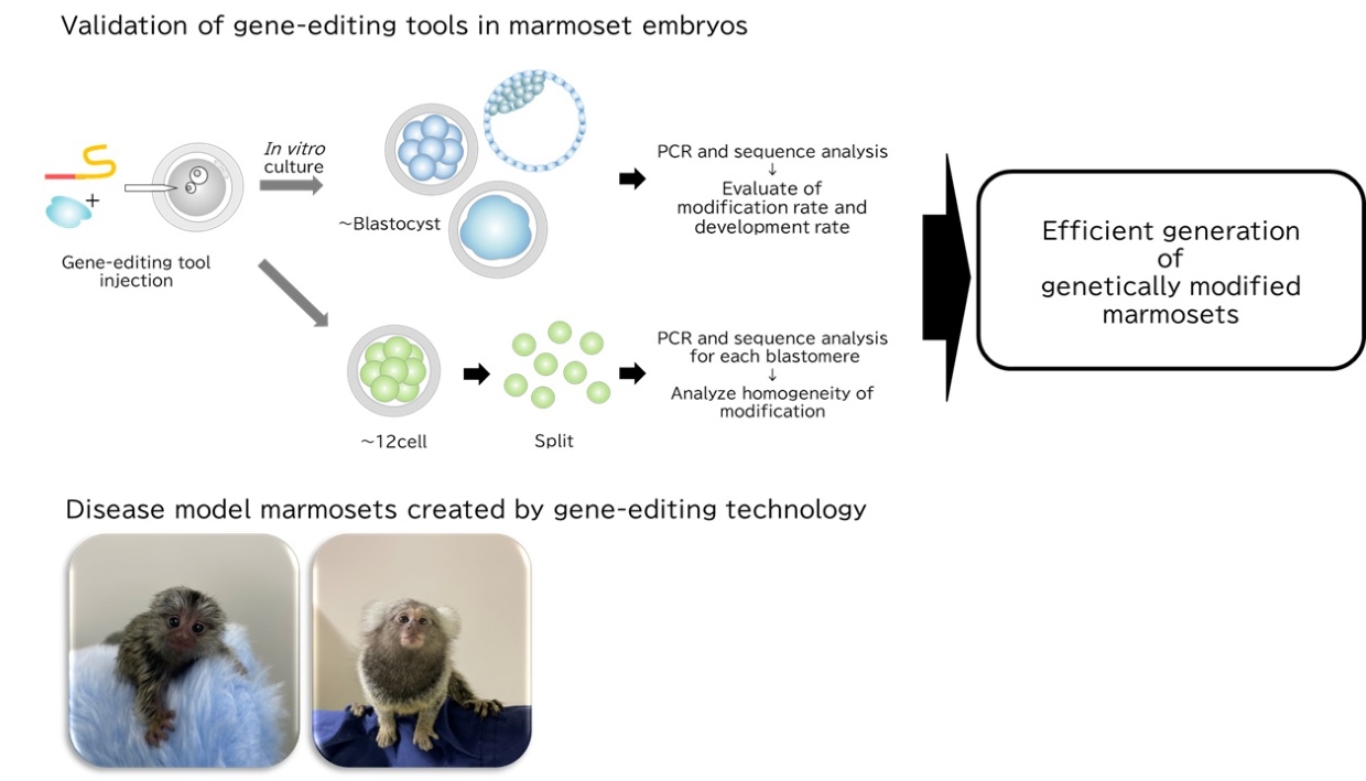 応用ゲノム科学研究室画像