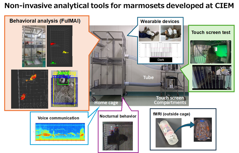 行動動態学画像_詳細(英語)