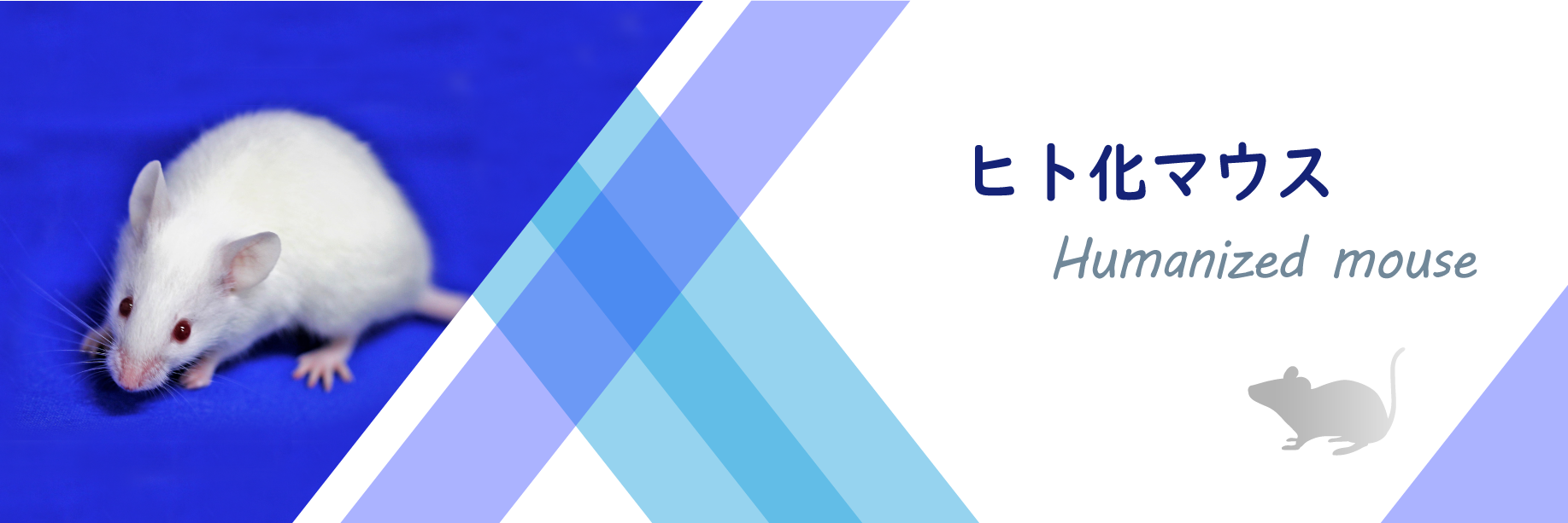 ヒト化マウス